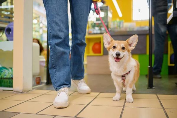 Shopping at pet shop. Young woman choosing goods for domestic animal. Cropped shot with closeup view on corgi dog on leash