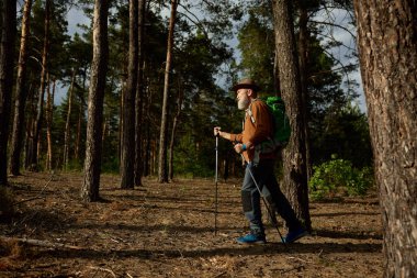 Kıdemli yetişkin bir adam elinde sırıklarla yürüyor sonbahar ormanlarında inanılmaz maceralar yaşıyor.
