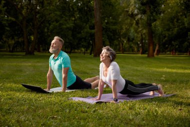 Dışarıda yoga yapan aktif, sağlıklı, yaşlı bir çift. Kobra yılanı pozisyonunda duran son sınıfların fitness ailesi şehir parkındaki yeşil çimlerde çalışıyor.