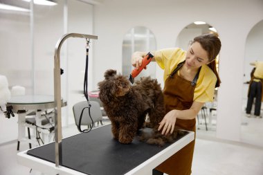 Kadın veteriner, tüylü sevimli köpekleri buduyor. Elektrikli yün kırpıcı kullanıyor.