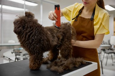 Kadın veteriner, evcil hayvan stüdyosunda elektrikli yün kırpıcı kullanarak sevimli tüylü köpekleri buduyor.