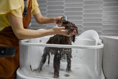 Şirin pofuduk köpeğe yakından bakınca evcil hayvan salonunda cam lavaboda hijyen banyosu yaptırıyor. Kadın veteriner köpekleri yıkamak için saç bakım ürünleri kullanıyor.