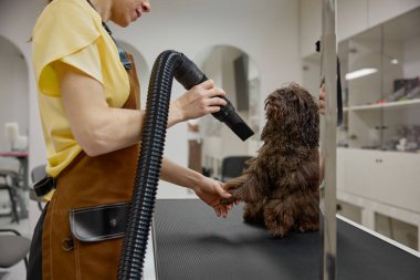 Profesyonel kadın tımarcı, yıkama ve hijyen prosedüründen sonra tüylü, tüylü, safkan köpek kürkünü kurutuyor. Tımar konsepti