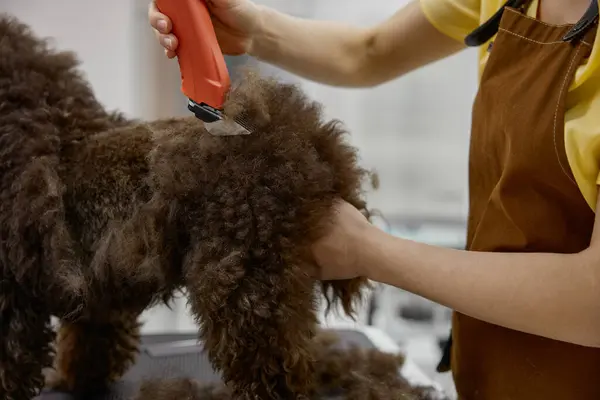 stock image Female specialist veterinarian trimming cute fluffy dog using electric wool clipper at grooming pet studio cropped shot