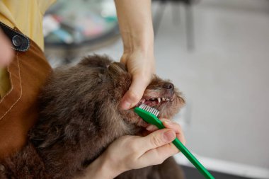 Uzman temizleme ve köpek dişlerini fırçayla beyazlatma uzmanı. Bakım kliniğinde köpek diş hijyeni ve diş bakımı hizmeti