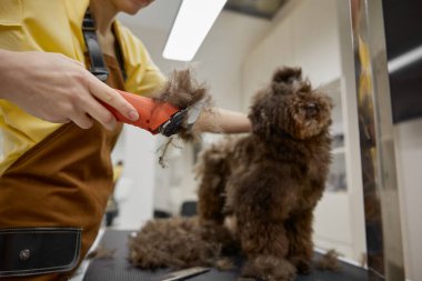 Tımarcı kadın, köpek kürkünden yapılmış yakın plan çekimle elleri tımar makinesini tutuyor. Profesyonel hizmet ile evcil hayvan bakımı ve kuaförlüğü