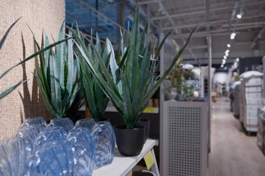 Bir mağazanın içindeki bir rafta sergilenen çeşitli saksı bitkilerinin dekoratif sıraları güzel yeşillikler sergiliyor.