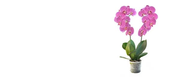 Forma Cuore Con Fiori Rosa Orchidea Vaso Fiori Isolato Sfondo — Foto Stock