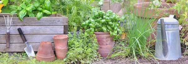 Gemüsegarten Mit Frischem Gemüse Korb Und Aromatischen Pflanzen — Stockfoto