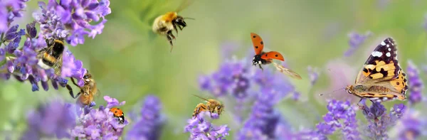 Few Honeybee Butterfly Ladybird Lavender Flowers Panoramic View 스톡 이미지