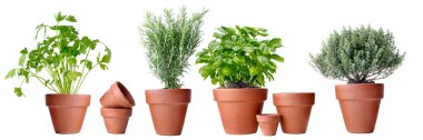 potted of aromatic plants in terra cotta pot on white background 