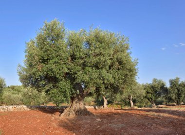 İtalya 'da Puglia' da kırmızı toprakta, mavi gökyüzünün altında büyük bir zeytin ağacı.