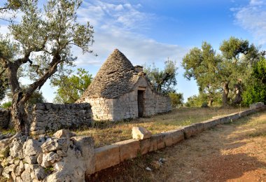Geleneksel ev taştan trulli ve güney İtalya 'da Puglia' da bir zeytin ağacı tarlasında konik çatısı var. 