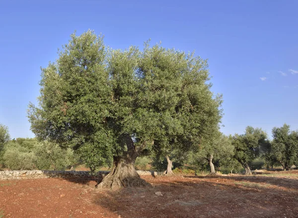 Велике Старе Оливкове Дерево Полі Червоному Ґрунті Лялечці Під Синім — стокове фото