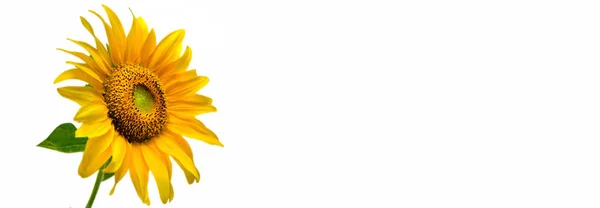 Yellow Sunflower Blooming Isolated White Background Copy Space — Stock Photo, Image