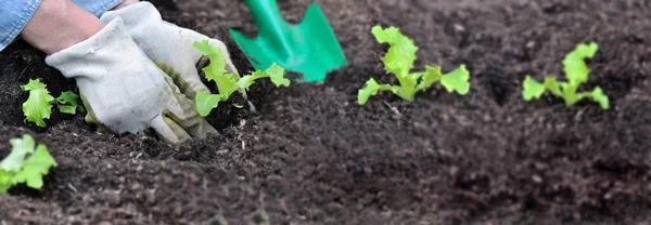Gärtner Pflanzt Salatpflanzen Den Boden Des Gartens — Stockfoto