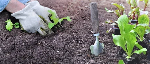Blick Auf Gärtnerhände Die Salatpflanzen Den Boden Eines Gartens Pflanzen — Stockfoto
