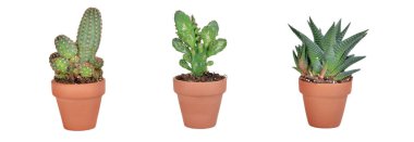 Terra cotta tenceresinde beyaz arka planda izole edilmiş üç küçük kaktüs. 