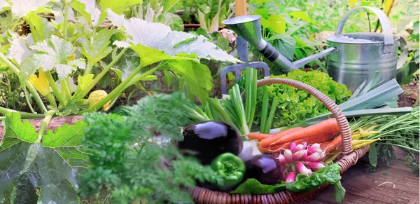 Čerstvá Sklizená Zelenina Zahrady Košíku Mezi Listy Zavlažovací Plechovkou Pozadí — Stock fotografie