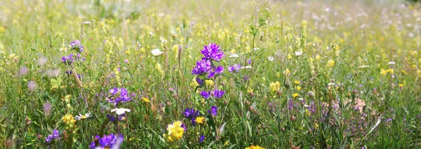 Divoké Alpské Květy Kvetoucí Louce Alpské Hoře — Stock fotografie