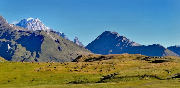 Peisaj Alpin Vârf Zăpadă Munte Animale Vaci Pășunând Într Pajiște — Fotografie, imagine de stoc