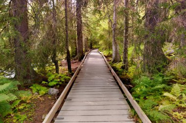 İsveç ulusal parkında ormanı geçen tahta patika.