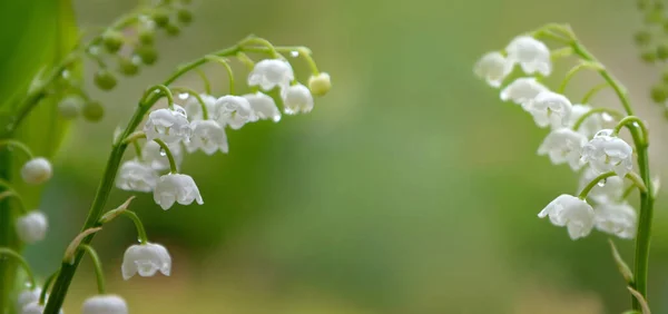 아름다운 꽃다발에 골짜기의 백합처럼 배경에 — 스톡 사진