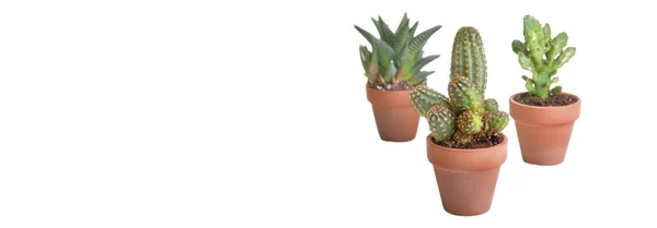 Tres Pequeños Cactus Maceta Terracota Aislados Sobre Fondo Blanco Con — Foto de Stock
