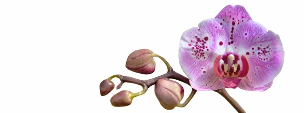 Bella Orchidea Rosa Con Boccioli Che Sbocciano Sfondo Bianco — Foto Stock