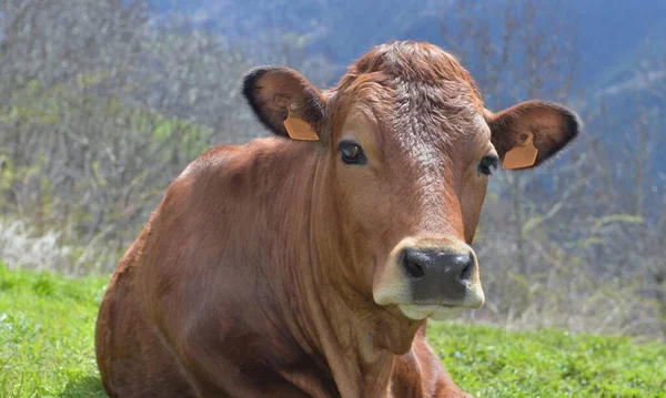 Portrét Krásné Mladé Hnědé Krávy Ležící Vysokohorské Pastvině Hledající Fotoaparát — Stock fotografie