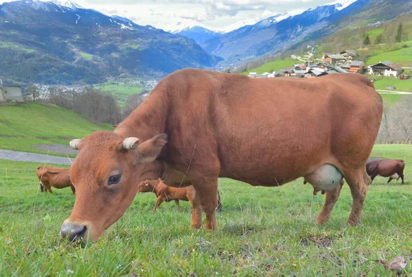 高山棕色奶牛放牧 有村庄和山地背景 — 图库照片