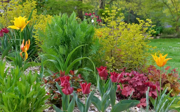 Belas Tulipas Planta Verde Canteiro Flores Florescendo Jardim — Fotografia de Stock
