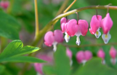 Dicentra spektabilis 'in güzel çiçekleri, kanayan kalpler, çiçekler yeşil arka planda çiçek açıyor. 