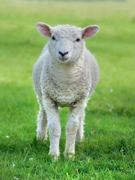 緑の草原に白い子羊のカメラを切り — ストック写真
