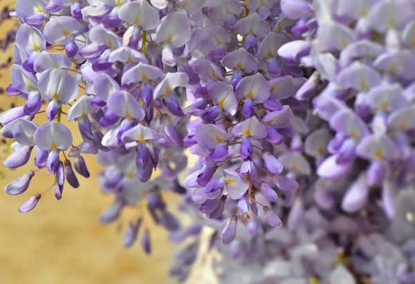 Close Bloeiende Witte Violette Wisteria Bloemen Gele Huis Muur Lente — Stockfoto