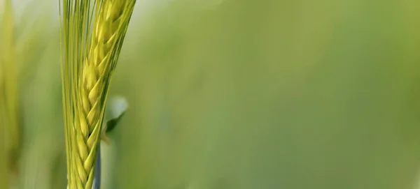Крупным Планом Семенах Ржи Пшеницы Растущей Поле Зеленом Фоне — стоковое фото