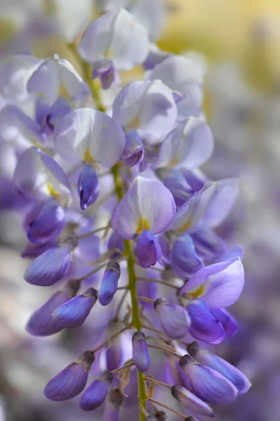 closeup on blossoming white and violet wisteria flowers in springtime