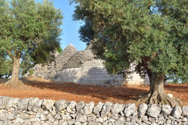Kırmızı toprağı ve küçük taş duvarı olan bir tarlada zeytin koruluğu ve İtalya 'da tipik bir kırsal puglia evi.