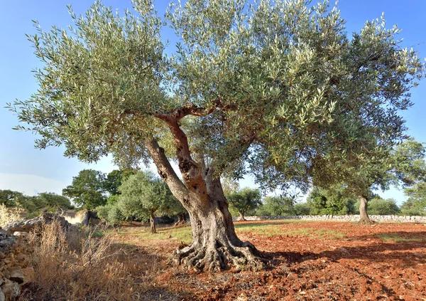 プーリアの地域のオリーブ畑にねじれたトランクを持つ美しいオリーブの木イタリア ストック画像