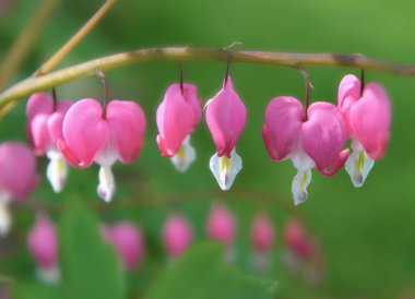 Dicentra spektabilis 'in güzel çiçekleri, kanayan kalpler, çiçekler yeşil arka planda çiçek açıyor. 