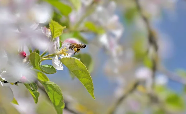 Biene Bestäubt Weiße Blüten Des Apfelbaums Blauen Himmel Frühling — Stockfoto