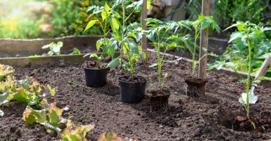 Domates ve biber tohumları ekilmeye ve tahta bir yatakta toprağa koyulmaya hazır.