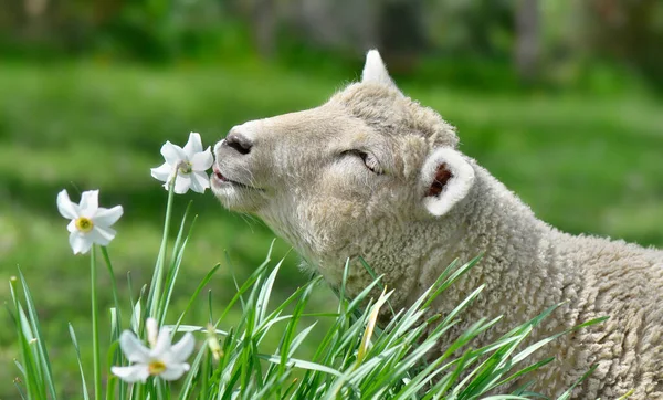 一只可爱的小羊在草地上吃花的肖像 春天的风景 — 图库照片