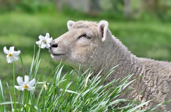 Portret Uroczej Owieczki Pachnącej Kwiatem Łące Scena Wiosenna — Zdjęcie stockowe