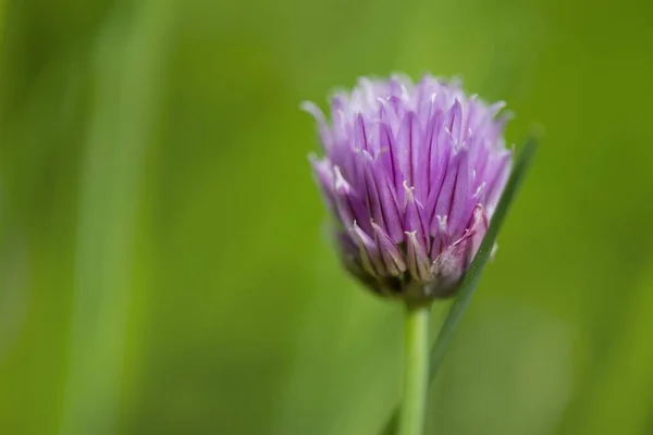 Крупним Планом Рожевій Квітці Чилі Розмивається Розмитому Зеленому Фоні Саду — стокове фото
