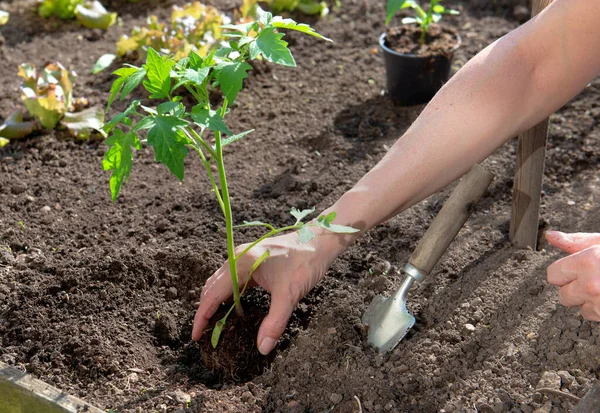 Closeup Hand Gardener Planting Tomatoes Seedling Organic Vegetable Garden Home — Stock Photo, Image
