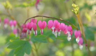 Dicentra spektabilis 'in güzel çiçekleri, kanayan kalpler, çiçekler yeşil arka planda çiçek açıyor. 