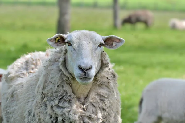 春に緑の草原で羊の肖像画を描き — ストック写真