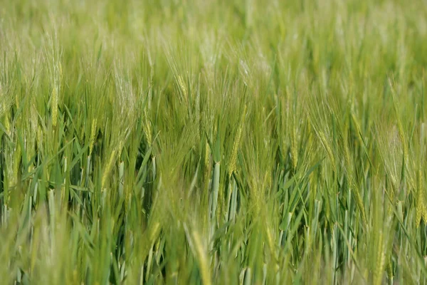 Зеленое Поле Выращивания Бородатого Ячменя Сельской Местности — стоковое фото