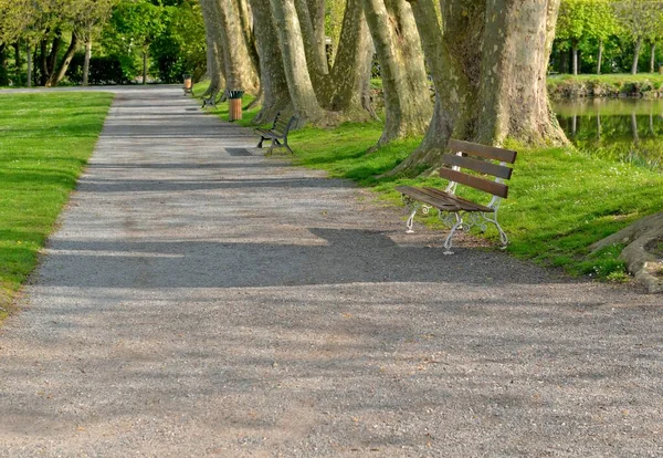 Spokojna Scena Parku Publicznym Przejście Przez Alejkę Ławkami Dużymi Pniami — Zdjęcie stockowe